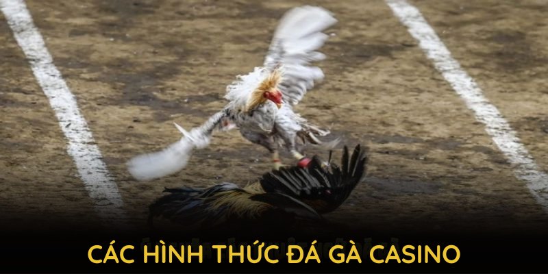 Khám phá các hình thức đá gà casino nổi bật tại 789P