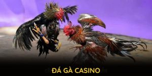 Đá gà casino