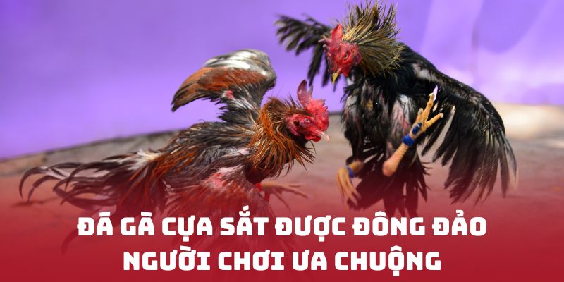 Đá gà cựa sắt được đông đảo người chơi ưa chuộng