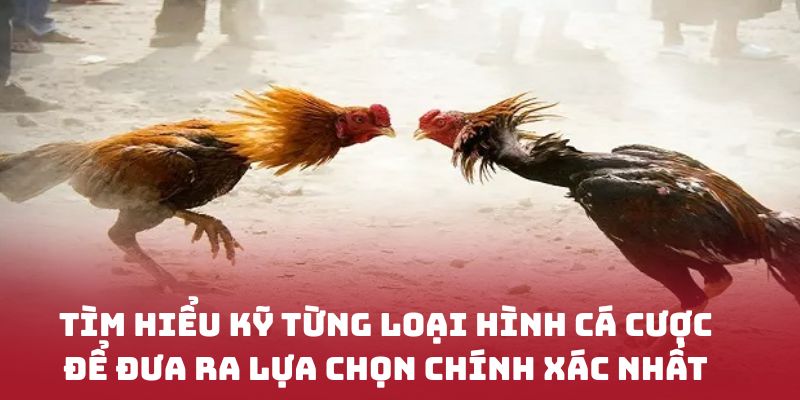 Tìm hiểu kỹ từng loại hình cá cược để đưa ra lựa chọn chính xác nhất