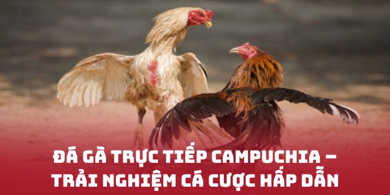 Đá gà trực tiếp campuchia – Trải nghiệm cá cược hấp dẫn