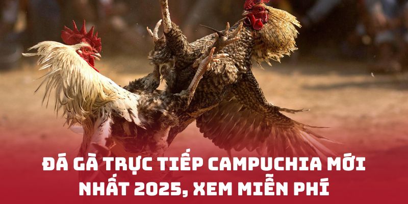 Đá gà trực tiếp campuchia