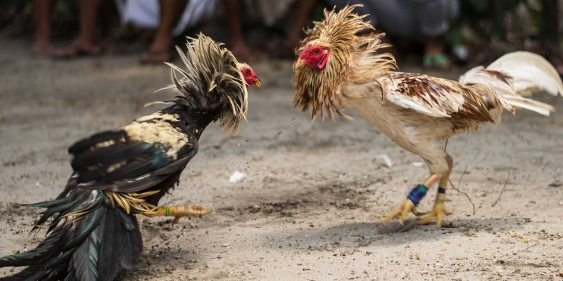 Khung giờ vàng cho những màn so tài nảy lửa 