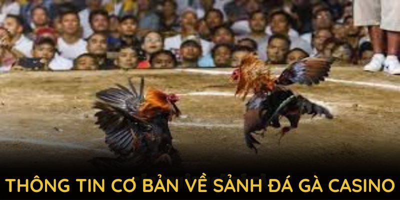 Khám phá thông tin cơ bản về sảnh đá gà casino tại 789P