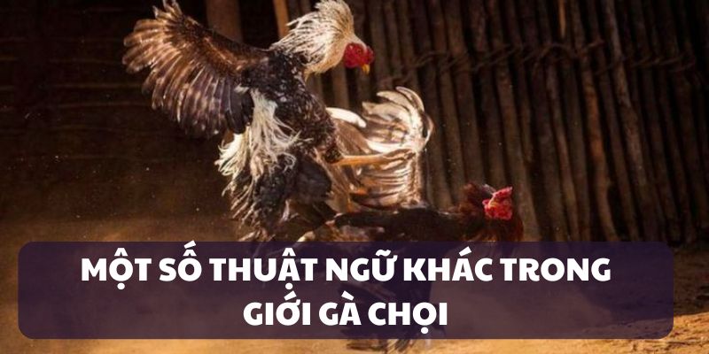 Thuật ngữ trong giới gà chọi