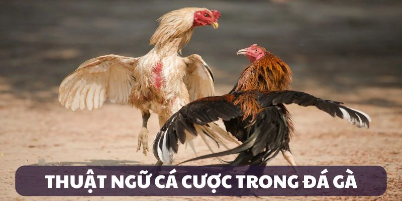 Các thuật ngữ về cá cược chọi gà