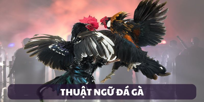 Thuật ngữ đá gà