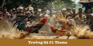 Trường Gà C1 Thomo