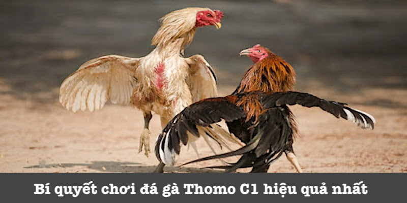 Kinh nghiệm chơi đá gà C1 Thomo 789P