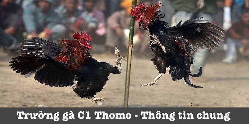 Thông tin chung trường gà C1 Thomo