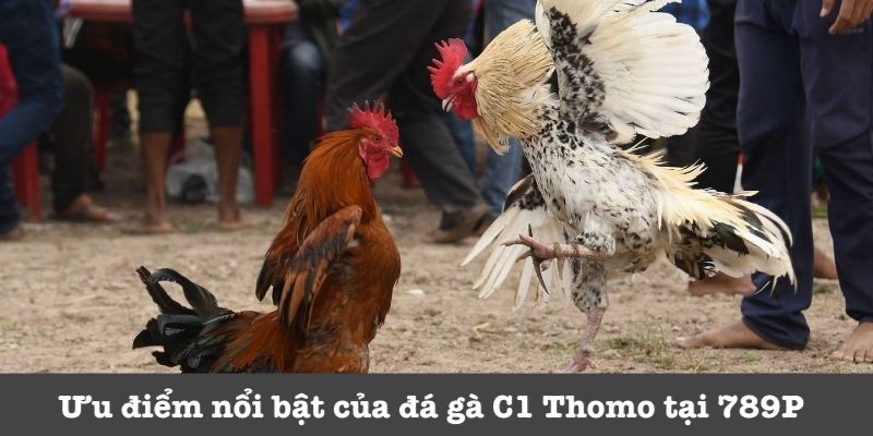 Điểm ấn tượng của trường gà C1 Thomo